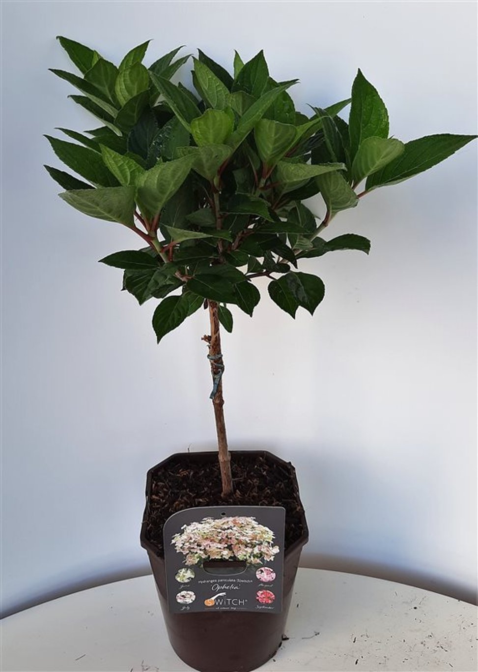 Hydrangea pan. 'Switch Ophelia' - 25 CM Stem C4